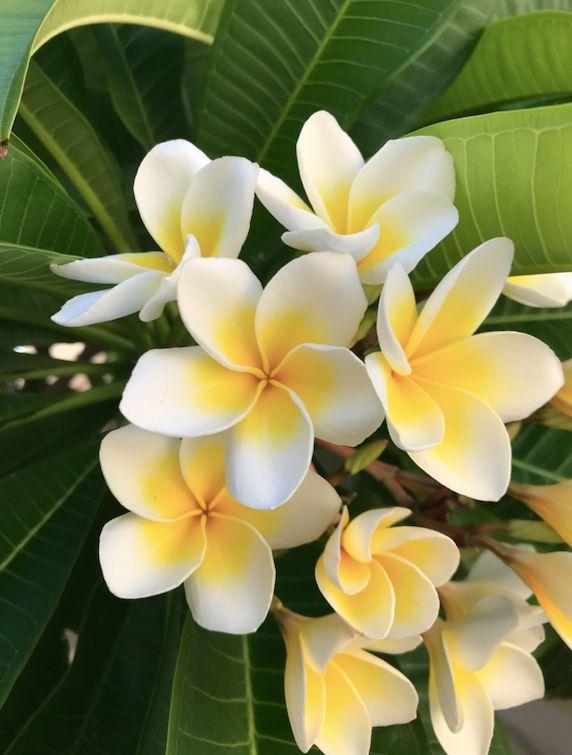 Whimsical Petal Waltz: A Dance of Colors