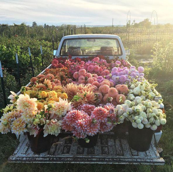 Whispers of Dawn: A Gentle Floral Embrace